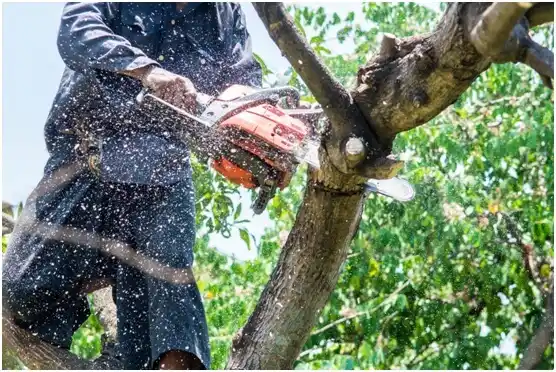 tree services Fairgarden